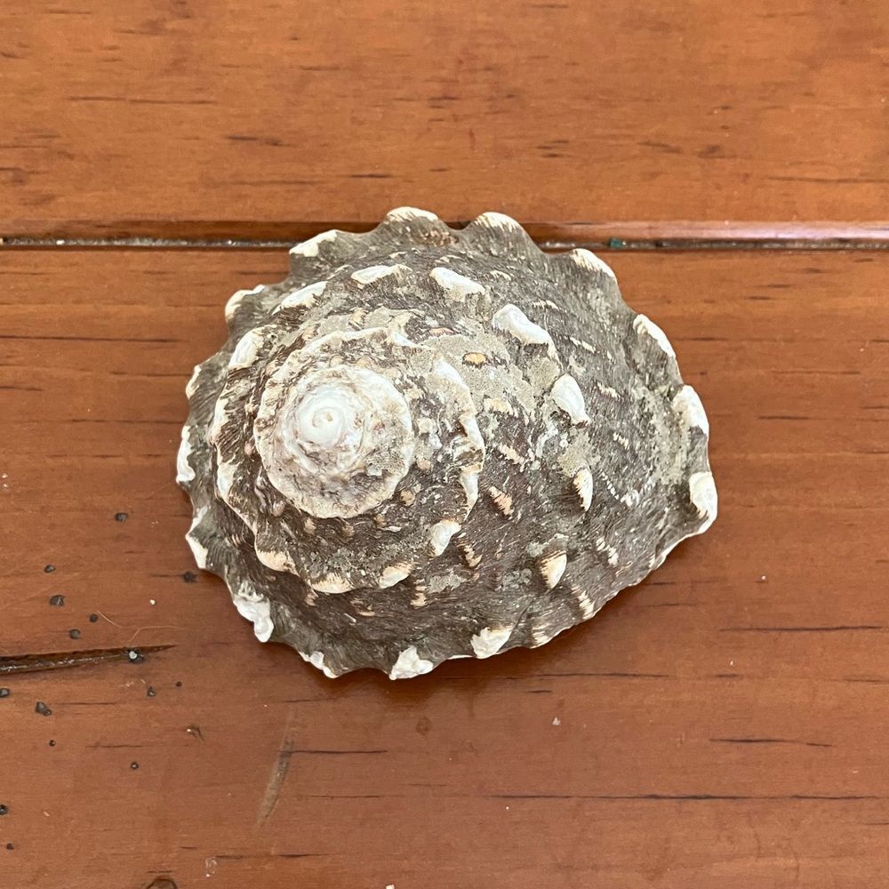 Shell - Picture 2 of 2